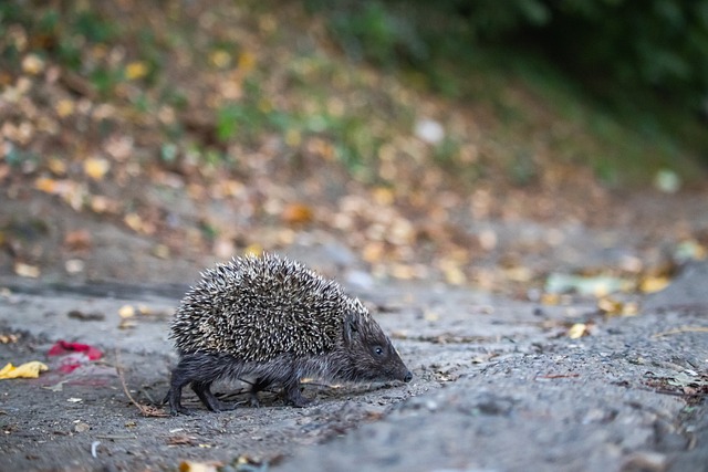 言弃的精神 言弃的精神