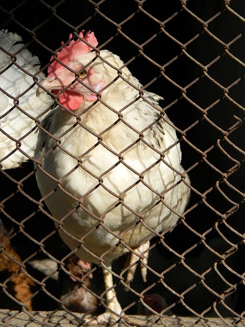 取更高的联